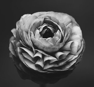 grayscale photo of flower thumbnail
