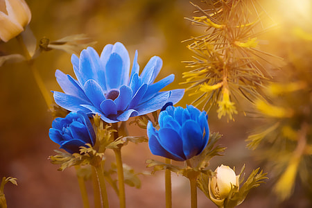 blue and white petaled flowers thumbnail