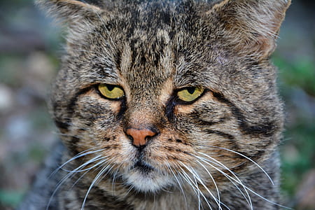 brown tabby cat focus photography thumbnail