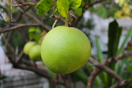 pomelo fruit thumbnail