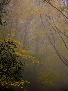 green leaf tree forest thumbnail