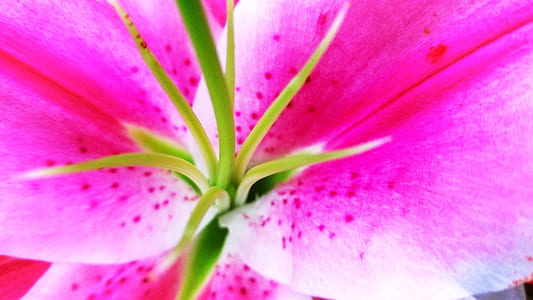macro photography of pink petaled flower on bloom thumbnail