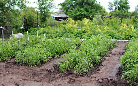 greenery garden thumbnail