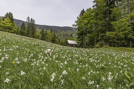 white flower field near hut and trees at daytime thumbnail