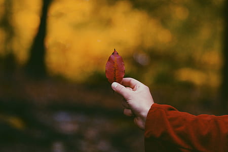person holding red leaf thumbnail