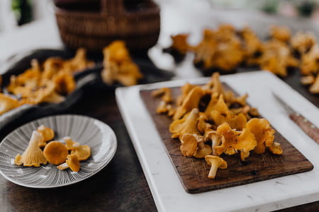 Picking mushrooms chantarelle in the woods thumbnail