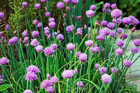 purple flowers thumbnail