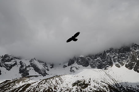 flight of black hawk on snowy terrain thumbnail