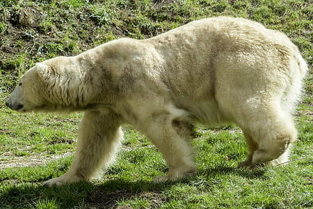 closeup photography of polar bear walking on green grass during daytime thumbnail