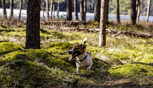 Photo of Tan and White Terrier on Woods thumbnail