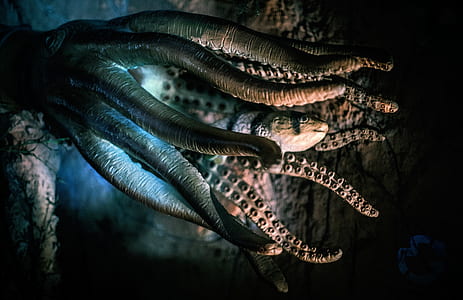 closeup photo of gray octopus thumbnail