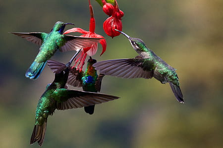 four green-and-gray birds eating fruits thumbnail