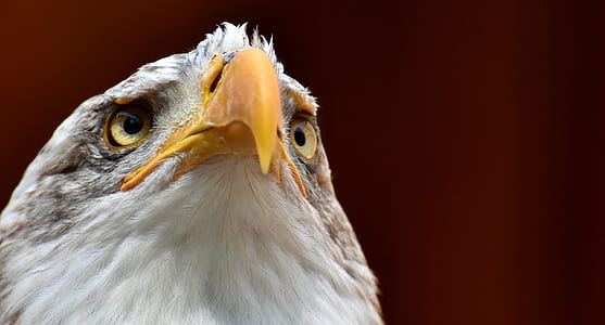 close-up photography of bald eagle thumbnail