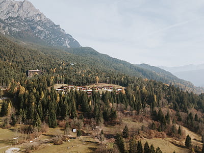 aerial view of green trees thumbnail