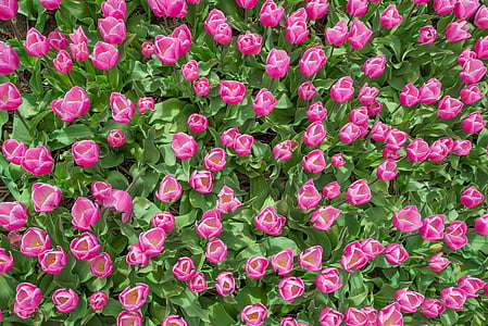 pink tulip flower field at daytime thumbnail