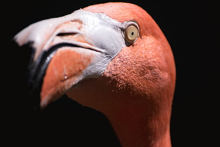 red bird face in macro photography thumbnail
