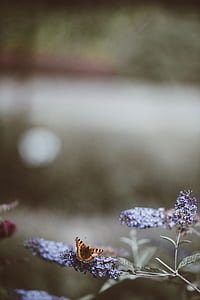 Vanessa atalanta perched on purple flower selective focus photography thumbnail