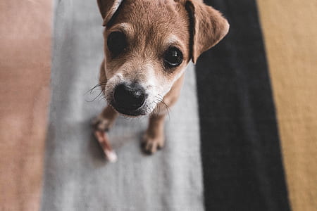 tan Chihuahua puppy thumbnail