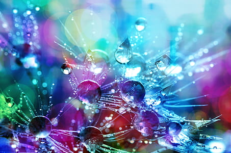 macro photography of morning dew thumbnail