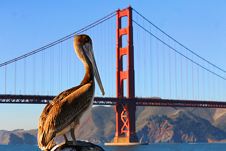 Pelican, Golden Gate Bridge thumbnail