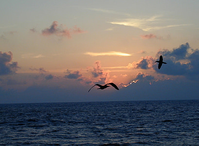 two birds flying above ocean thumbnail