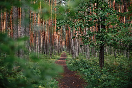 empty road on forest thumbnail