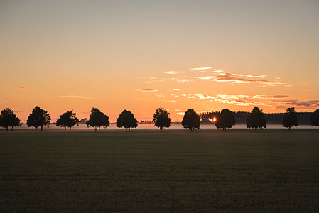 green leafed trees thumbnail