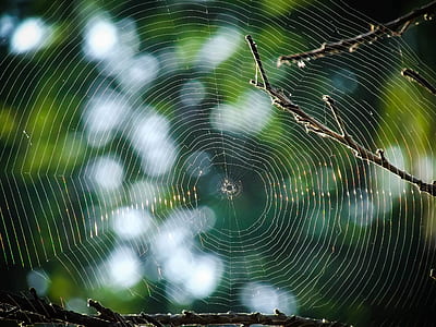 pattern, garden, blur, outdoors thumbnail