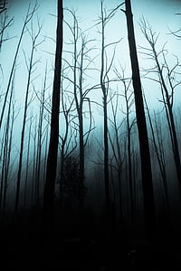silhouette of bare trees illustration thumbnail
