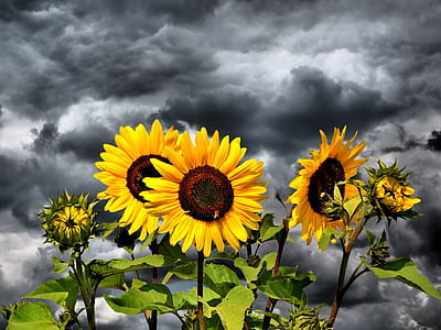 selective color photography of Sunflowers thumbnail