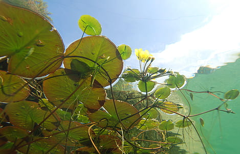 green plant on water thumbnail
