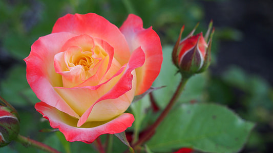 shallow focus photography of pink flower during daytime thumbnail