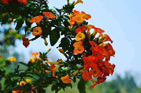 Orange Flowers thumbnail