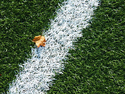 green and white grass with brown leaf thumbnail