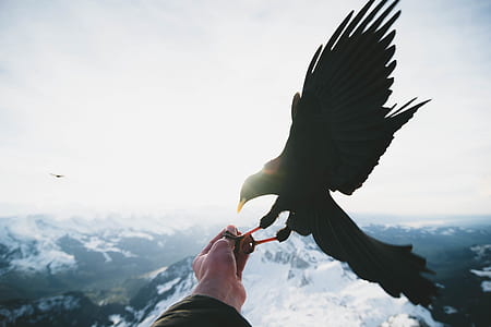 black bird perching on human hand at daytime thumbnail