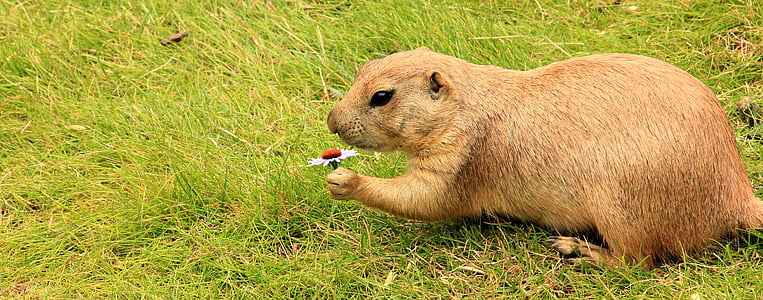 brown beaver thumbnail