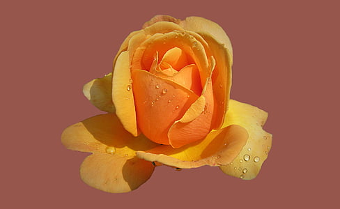 orange and yellow rose flower in close up photography thumbnail