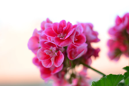 pink flowers thumbnail