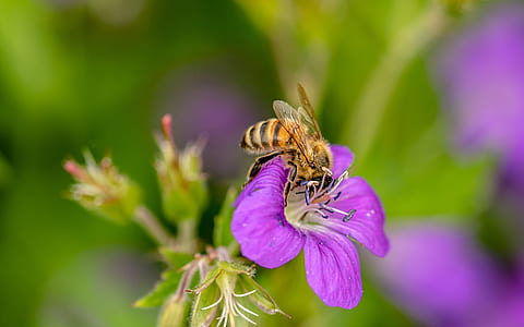black and yellow honey bee on purple flower thumbnail
