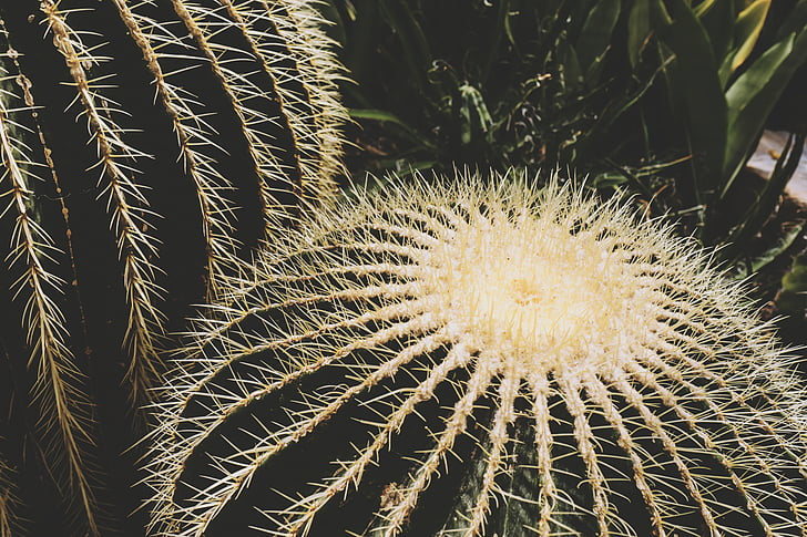 green cactus plant