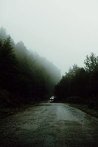 car passing by road in middle of trees thumbnail
