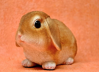 brown guinea pig thumbnail