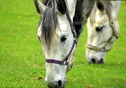 selective focus photography of horse eating grass thumbnail