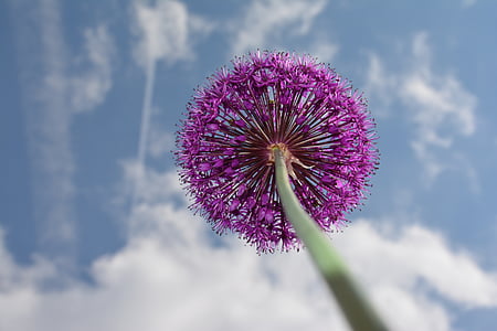 worm angle photography of Allium flower thumbnail