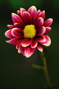 shallow focus photography of red Gerbera flower thumbnail