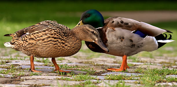 two brown ducks thumbnail