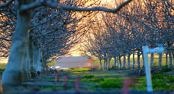 white house near trees at daytime thumbnail