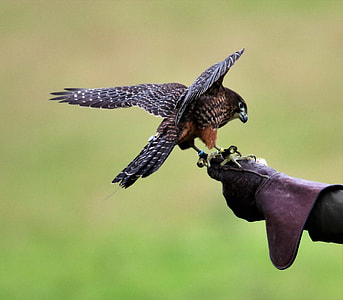 brown and black falcon close-up photo thumbnail
