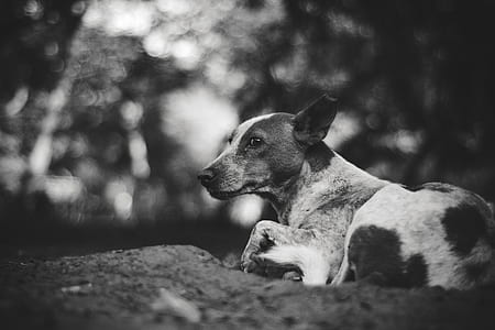 white and brown dog resting thumbnail