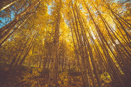 brown tree during daytime thumbnail